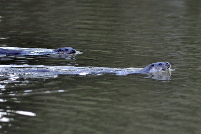 04 01 17_5199_edited-1.jpg - OTTER(S) AT RIVER STOUR, BLANDFORD FORUM, DORSET - JAN 2017